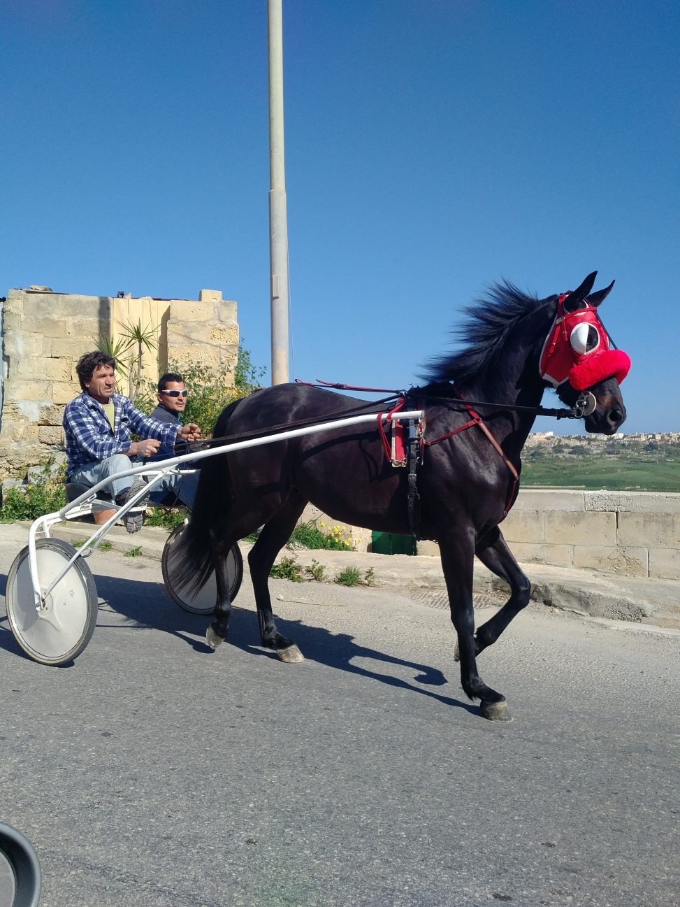 Trotting Horse in Gozo